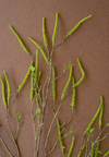 Green Willow Spray