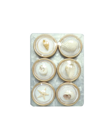  Shell Magnet Set