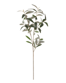  Olive Leaf Branch