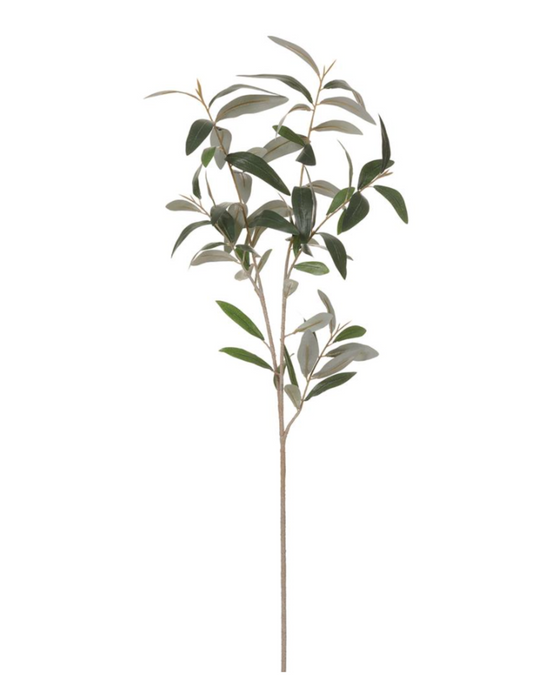 Olive Leaf Branch