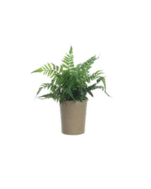  Vibrant Faux Fern