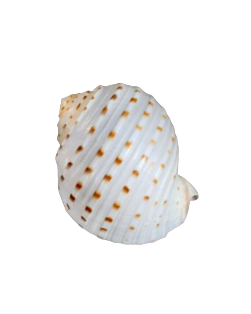 Spotted Shell – Thacher & Spring