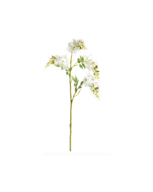  Wisteria Stem