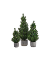 Potted Pine Tree - 3 Sizes Available