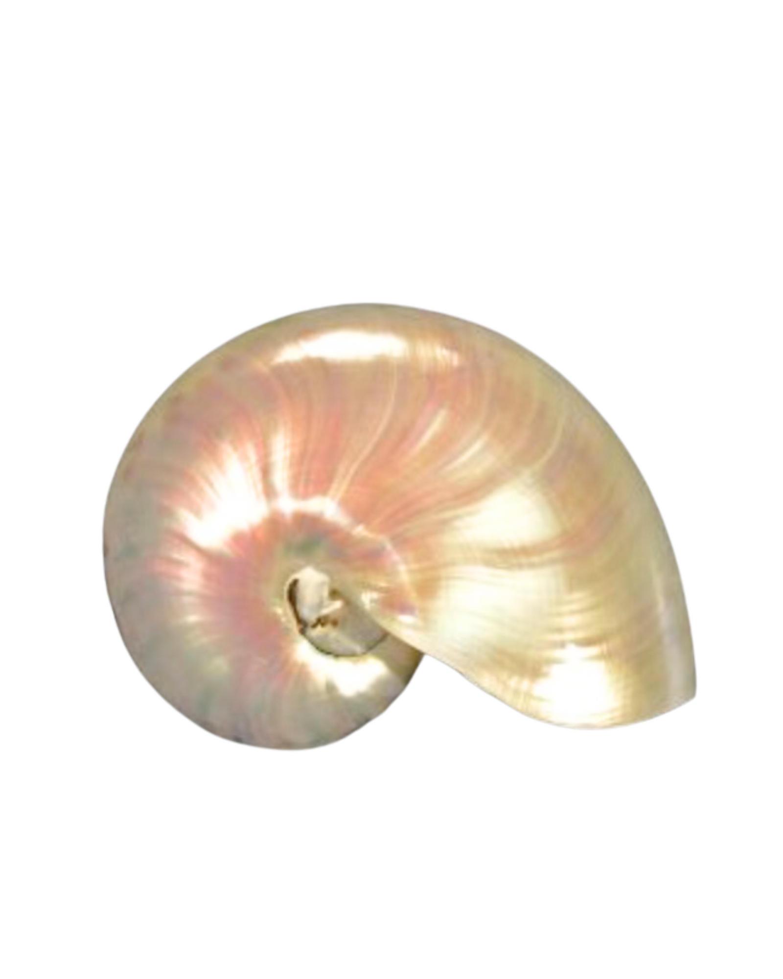 Chambered Nautilus Shell – Thacher & Spring