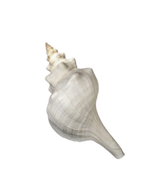  Horse Conch Shell - Large