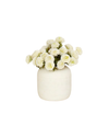 White Mum Bundle