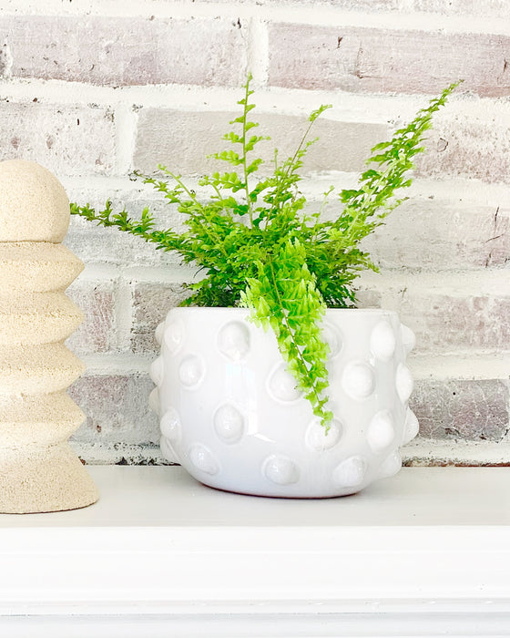 Small Dotted White Terracotta Planter