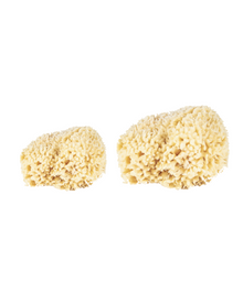  Natural Sponges - 2 Sizes Available